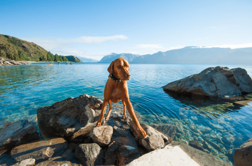 Paddle Wanaka pooch